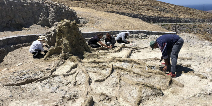 ΑΠΟΛΙΘΩΜΕΝΟ ΔΑΣΟΣ ΛΕΣΒΟΥ</br>Σωστικές επεμβάσεις για την προστασία  των απολιθωμάτων κατά μήκος  του νέου οδικού άξονα Καλλονής – Σιγρίου