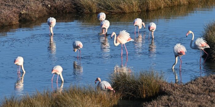 Μεσοχειμωνιάτικες καταμετρήσεις υδρόβιων πουλιών στη Λέσβο Παγκόσμιο Γεωπάρκο UNESCO<br> <strong>«Κάθε πουλί μετράει!»</strong>